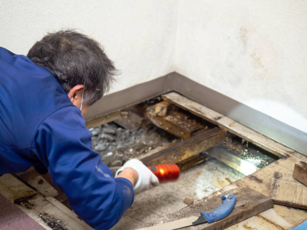 Best Mold Remediation for Specific Building Types in Moose Lake, MN