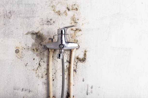 Best Mold Remediation for Schools in Moose Lake, MN
