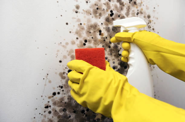 Best DIY Mold Remediation Support Services in Moose Lake, MN